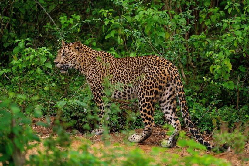 Wilpattu National Park: Morning or Afternoon Safari - Pickup and drop-off: the part that makes or breaks your day