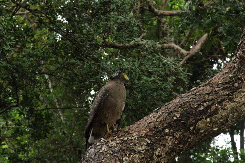 Wilpattu National Park: Morning or Afternoon Safari - Inside Wilpattu: what the park areas are like