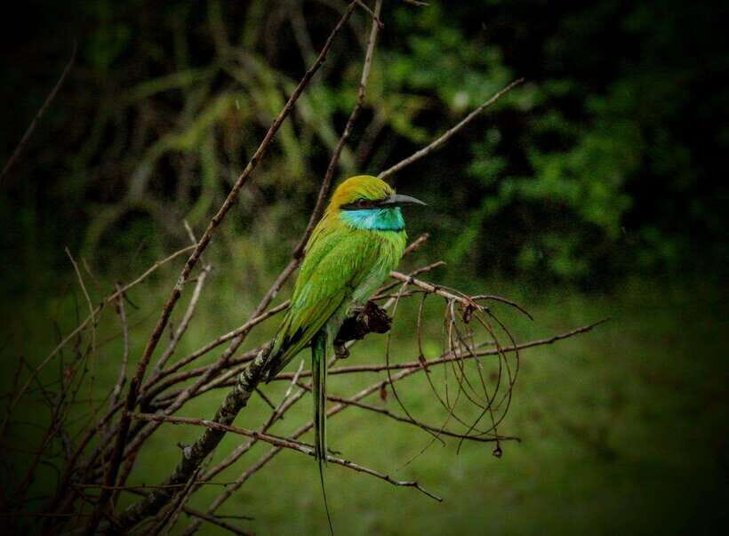 Wilpattu National Park: Morning or Afternoon Safari - Kudiramale Point, Pomparippu, and Villu areas: why you’ll hear these names
