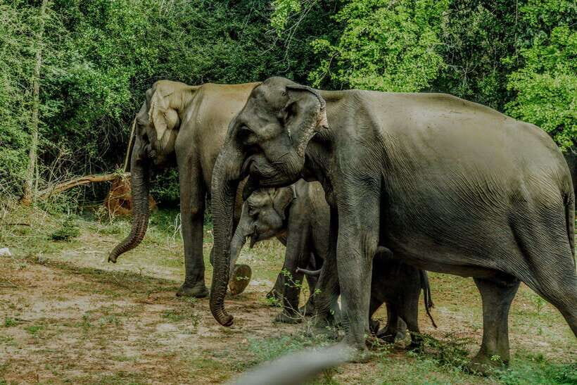 Wilpattu National Park: Morning or Afternoon Safari - Leopards, elephants, deer, bears, and birds: how to set realistic expectations