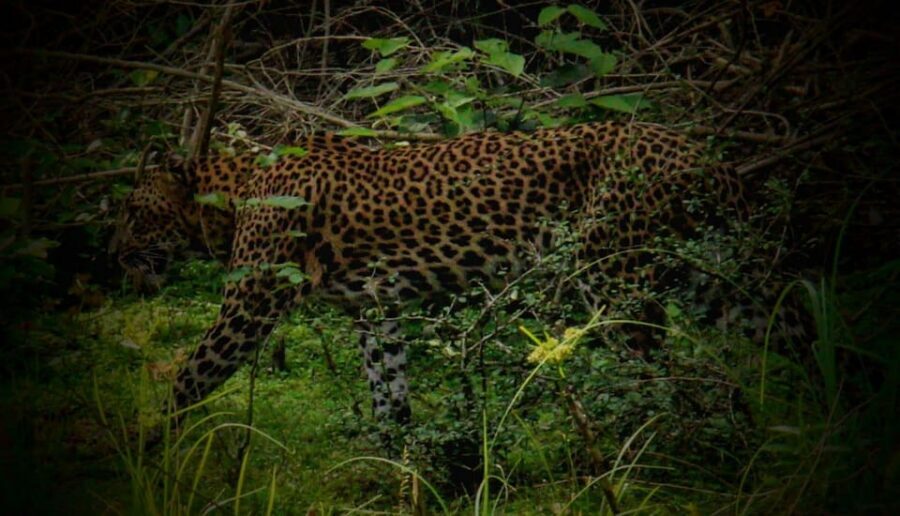 Wilpattu National Park: Morning or Afternoon Safari - The guide, the English level, and how to get better value