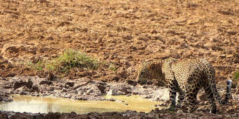 Wilpattu National Park: Morning or Afternoon Safari - Morning or afternoon safari: how to choose your start time