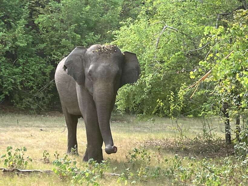 Wilpattu National Park: Private Safari - Private Safari Jeep and the Driver Factor (Where Your Day Really Changes)