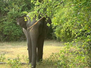 Wilpattu National Park: Private Safari - The 5-Hour Safari Flow in Wilpattu (What You’ll Be Doing)