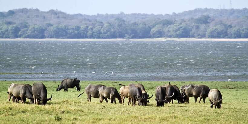 Wilpattu National Park Safari Tour from Colombo - What to bring: small items that prevent safari-day regrets