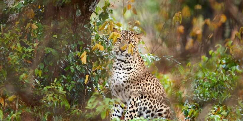 Wilpattu National Park Safari Tour from Colombo - The 4WD jeep game drive: spotting leopards without losing your mind
