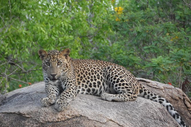 Yala Best Extended Half Day Safari By Ceylon Leopard Safari - Who this safari is best for (and who may want a different style)