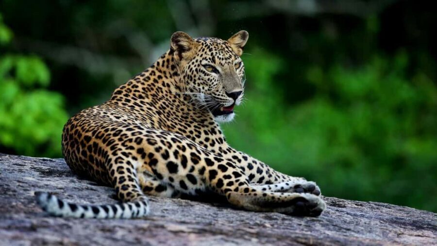 YALA BLOCK 5 & 6 (Weheragala & Lunugamwehera) Safari Tour - Key things I’d zero in on before you go