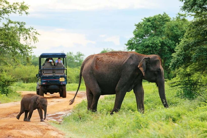 YALA BLOCK 5 & 6 (Weheragala & Lunugamwehera) Safari Tour - Real-world guide quality: names that came up in feedback