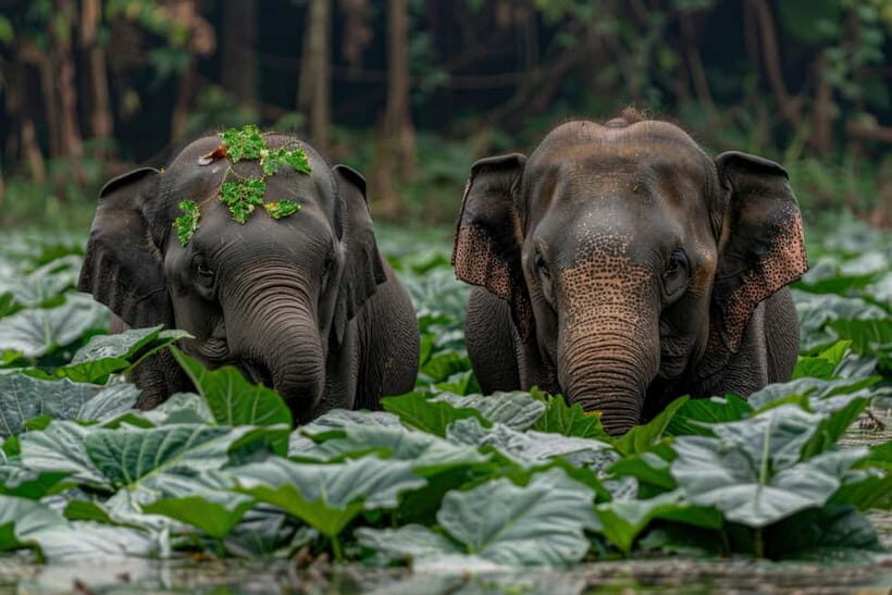 YALA BLOCK 5 & 6 (Weheragala & Lunugamwehera) Safari Tours - Key things I’d watch for before you go