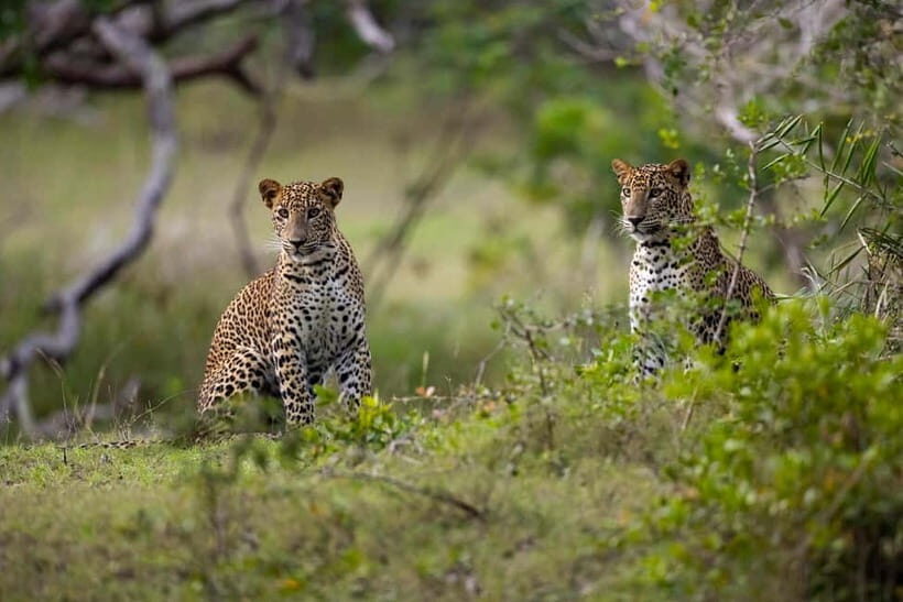 YALA BLOCK 5 & 6 (Weheragala & Lunugamwehera) Safari Tours - Why Yala Blocks 5 and 6 Feel Like a Calmer Safari