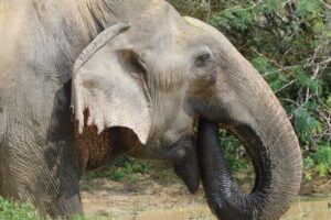 YALA BLOCK 5 & 6 (Weheragala & Lunugamwehera) Safari Tours - Lunugamwehera and Weheragala with one entry ticket