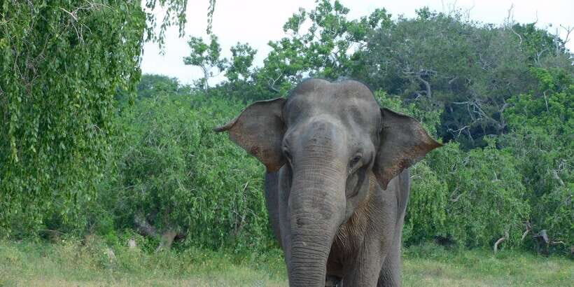 YALA BLOCK 5 & 6 (Weheragala & Lunugamwehera) Safari Tours - Getting There: Pickups in Tissamaharama, Debarawewa, and Kataragama