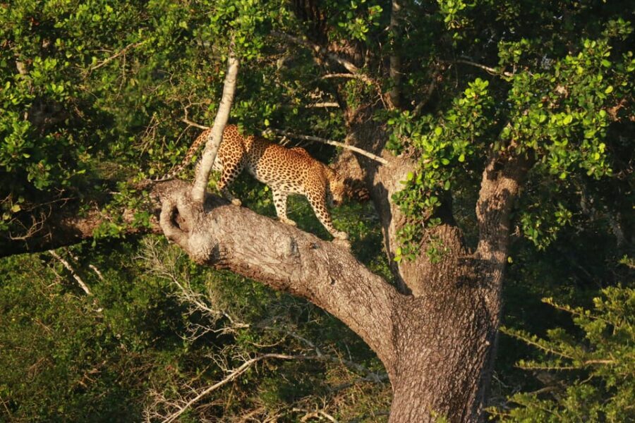 YALA BLOCK 5 & 6 (Weheragala & Lunugamwehera) Safari Tours - Inside the Park: How Your Hours Get Spent Spotting Elephants, Leopards, and Birds