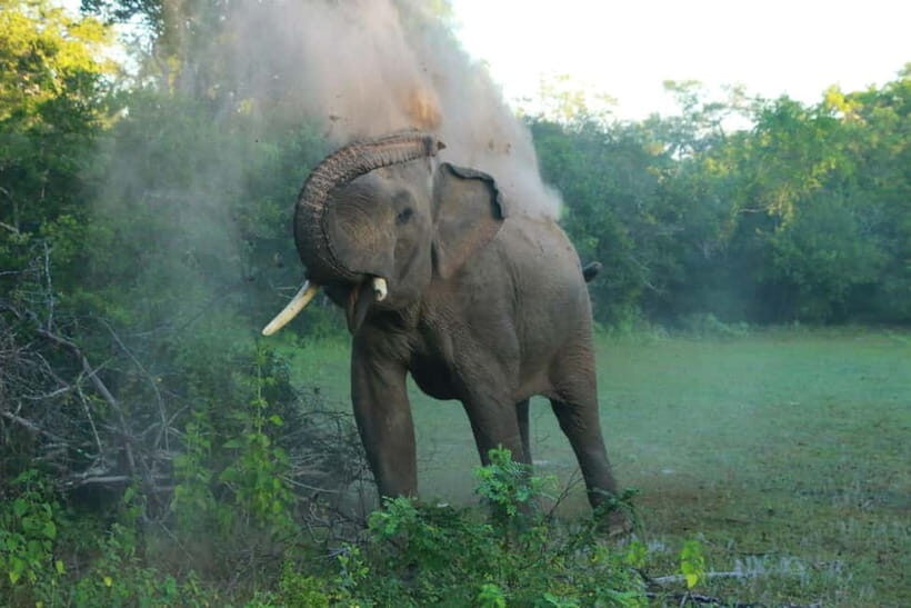 YALA BLOCK 5 & 6 (Weheragala & Lunugamwehera) Safari Tours - Guides Like Sakun, Ishan, and Maduka: Why Spotting Skills Change the Day