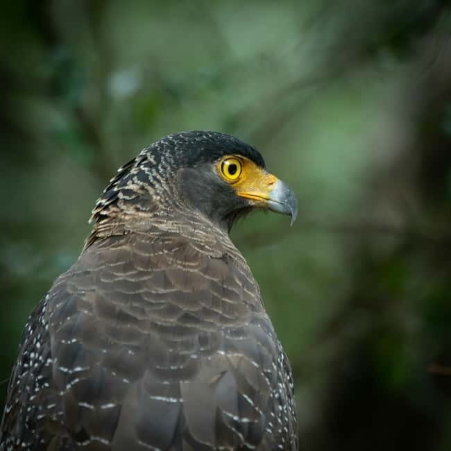 YALA BLOCK 5 & 6 (Weheragala & Lunugamwehera) Safari Tours - Price, Park Tickets, and What $36 Really Buys