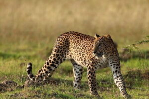 Yala Mk Safari Tour & Taxi Service - Golden Hours timing (6–8am, 4–6pm): morning vs afternoon vs full-day
