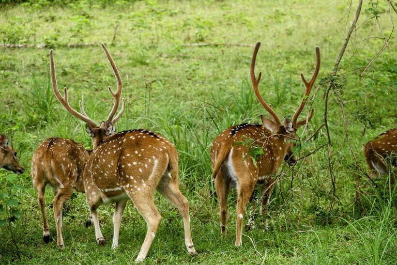 Yala National Park: 7 hour & 12 hour Leopard Safari Tours - Food breaks you’ll actually need: breakfast, lunch, water, fruit