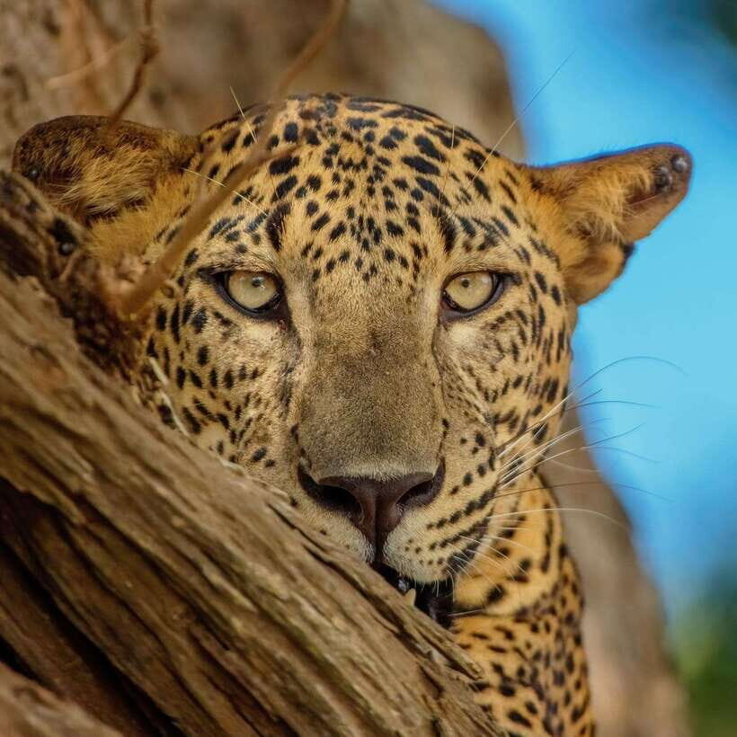 Yala National Park: 7 hour & 12 hour Leopard Safari Tours - Your safari setup: 4x4 jeep comfort and small-group advantage