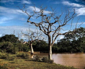 Yala National Park: All Inclusive Private Safari Day Trip - Morning vs Evening Safari: Pick the Timing That Matches Your Wildlife Style