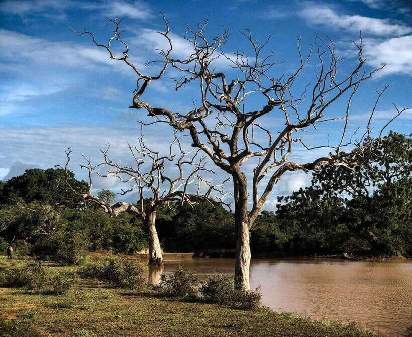 Yala National Park: All Inclusive Private Safari Day Trip - Morning vs Evening Safari: Pick the Timing That Matches Your Wildlife Style