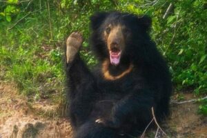 Yala National Park - Full Day Safari (04:30 am - 06:00 pm) - Morning safari drive: leopard odds, elephant tracks, and nonstop birds