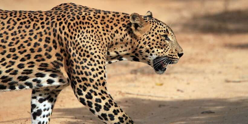 Yala National Park: Half, 7-Hour, or Full-Day Safari & Meals - Key things that make this Yala safari work