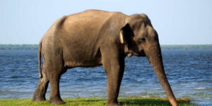 Yala National Park: Half, 7-Hour, or Full-Day Safari & Meals - From the hotel lobby to the park gate: how the day starts