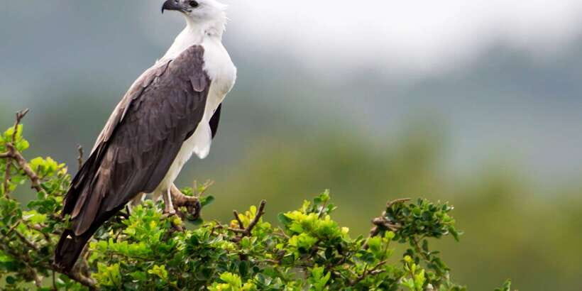 Yala National Park: Half, 7-Hour, or Full-Day Safari & Meals - How the safari unfolds inside the park