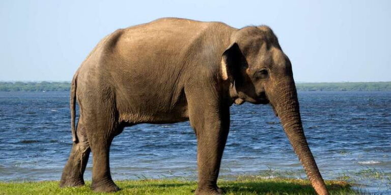Yala National Park: Half, 7-Hour, or Full-Day Safari & Meals - From the hotel lobby to the park gate: how the day starts
