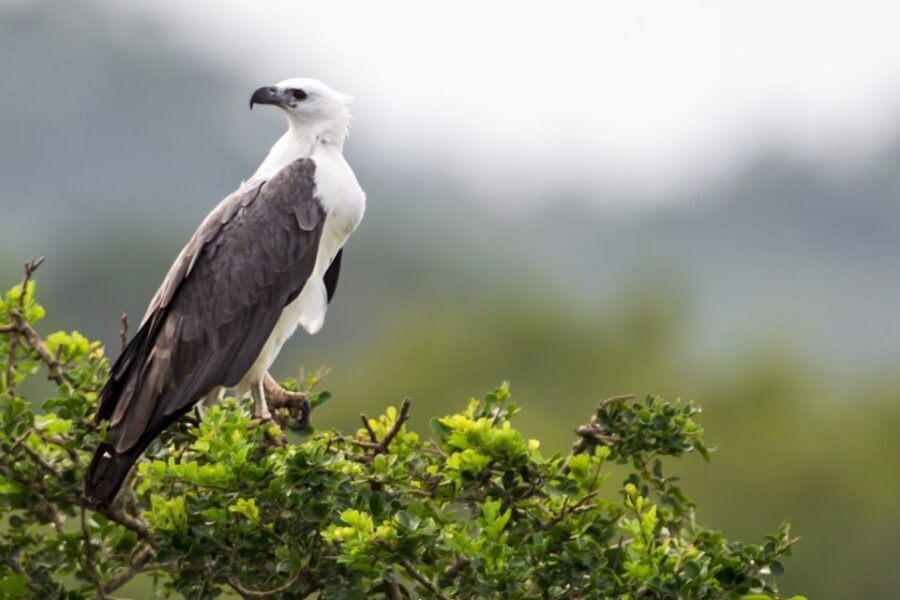 Yala National Park: Half, 7-Hour, or Full-Day Safari & Meals - Guide impact: why people keep naming the drivers