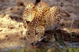 Yala National Park Half Day Safari - 4.30 a.m to 11.30 a.m - The route and what to expect from pickup to park time