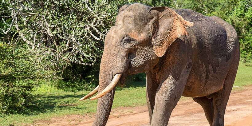 Yala National Park: Leopard Safari Full day tour with Lunch - Why Yala’s Leopard Safari Works Better Than Half-Day Trips
