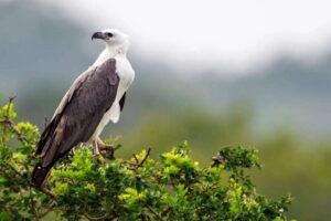 Yala National Park: Leopard Safari Tour with Park Tickets - The jeep, the guide, and the calm way to drive