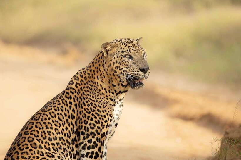 Yala National Park: Morning or Afternoon Safari ( 5 h ) - Wildlife viewing etiquette: what you should follow so it stays safe
