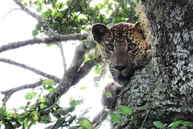 Yala National Park Private Safari - Why Yala is built for leopard spotting