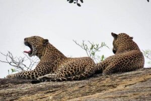 Yala National Park Private Safari - The 4x4 game drive: what you’ll actually be doing