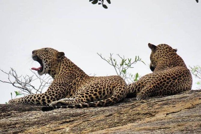 Yala National Park Private Safari - The 4x4 game drive: what you’ll actually be doing