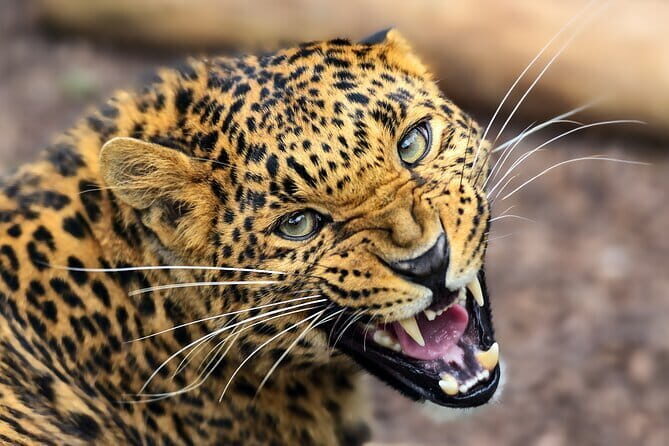 Yala National Park Safari from Hambantota port (Shore Excursion) - Price, value, and what you’re really buying