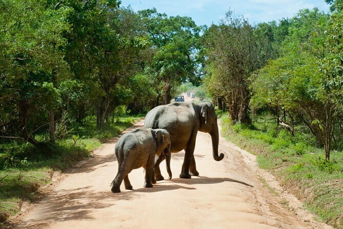Yala National Park Safari |From Hambantota Port (Shore Excursion) - The 4WD game drive: what you’ll actually see in Yala