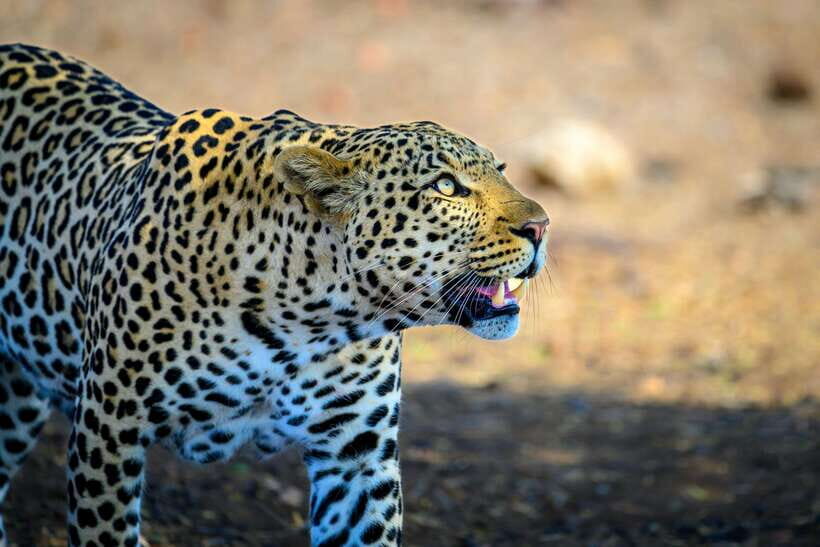 Yala National Park Safari Tour From Hambantota port - Yala wildlife from Hambantota Port: why this route works