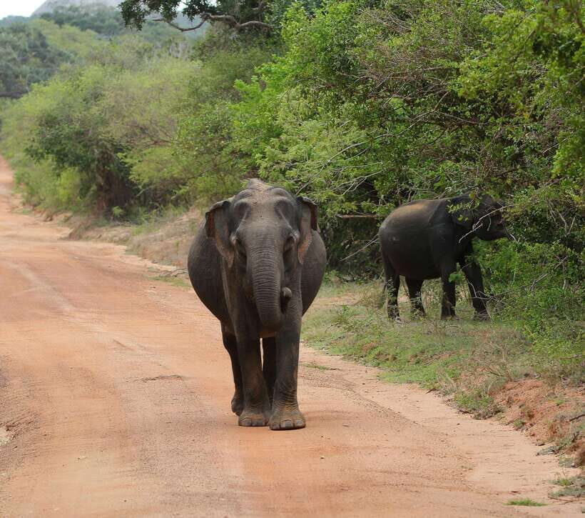 Yala National Park Safari Tour From Hambantota Port - The Toyota Hilux safari jeep: comfort, viewing, and why small groups matter
