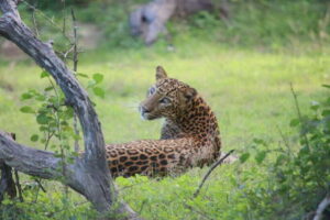 Yala National Park Safari Tour From Hambantota port - Pickup at the port and the 5–6 hour reality check