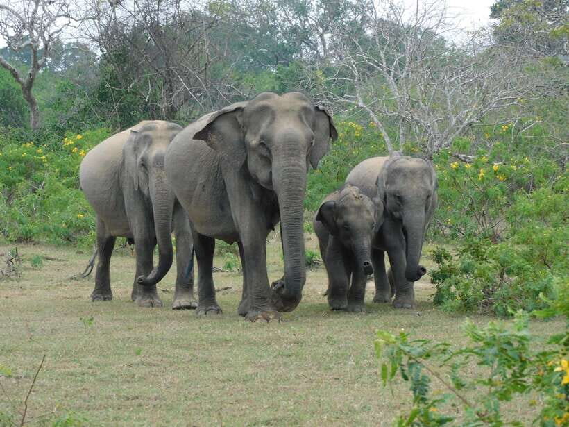 Yala National Park Safari Tour From Hambantota Port - Wildlife beyond leopard: elephants, birds, and the small stuff you’ll actually notice