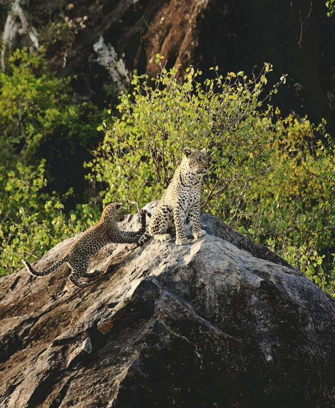 Yala National Park Safari Tour From Hambantota Port - Timing at the port: what to expect before the jeep rolls