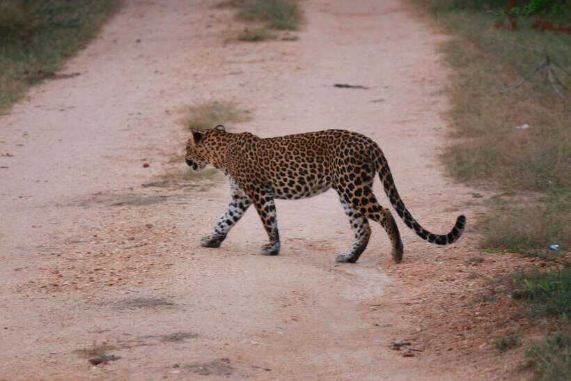 Yala National Park Safari Tour From Hambantota Port - Should you book the Yala safari from Hambantota Port?
