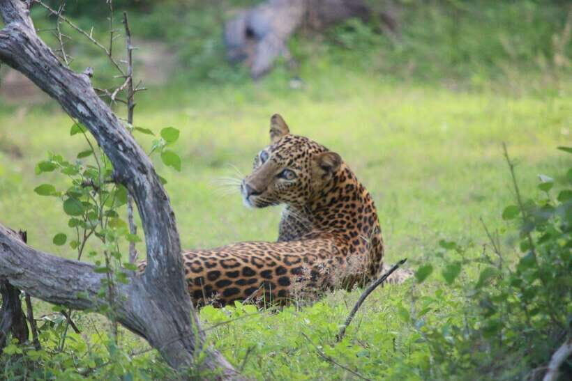 Yala National Park Safari Tour From Hambantota port - Pickup at the port and the 5–6 hour reality check