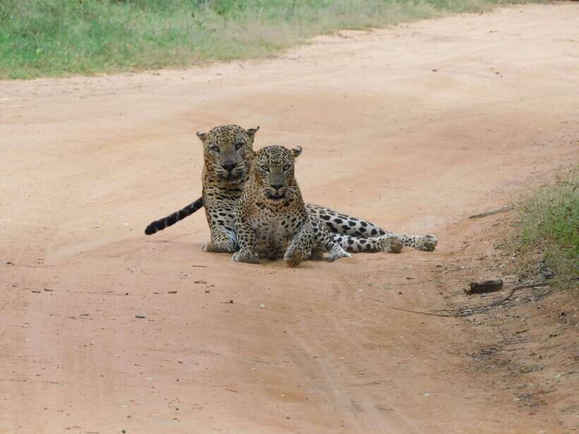 Yala National Park Safari Tours : Half Day & Full Day - Who This Safari Is Best For (and Who Should Skip It)