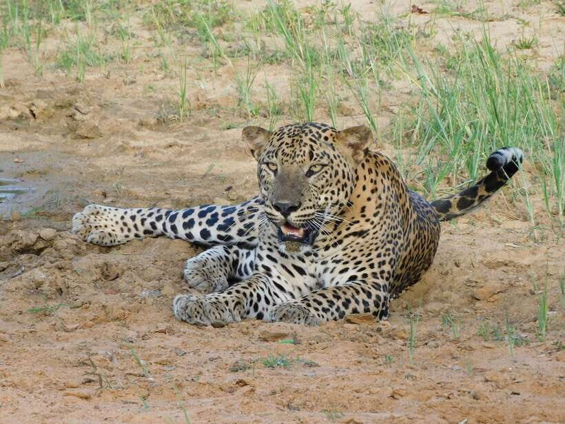 Yala National Park Safari Tours : Half Day & Full Day - Yala Safari Basics: What You’re Really Buying