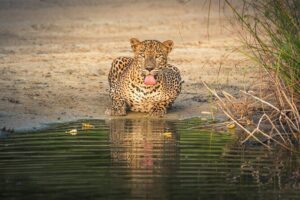Yala National Park Safari Tours - Half Day & Full Day - Pickup from Tissamaharama and nearby towns: fewer logistics headaches
